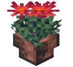 Potted Lycoris
