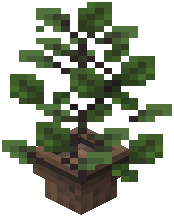Potted Tall Oak
