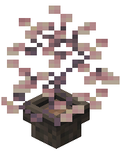 Potted Tall Sakura