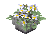 Potted White Tulip