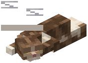 Tabby
