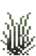 Tall Grass