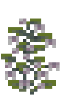 Tall Orchid