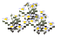 White Tulip
